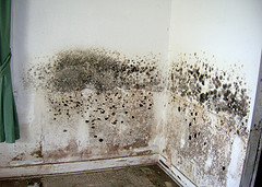 Severe mold condition in bedroom