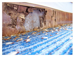 Termite Damage