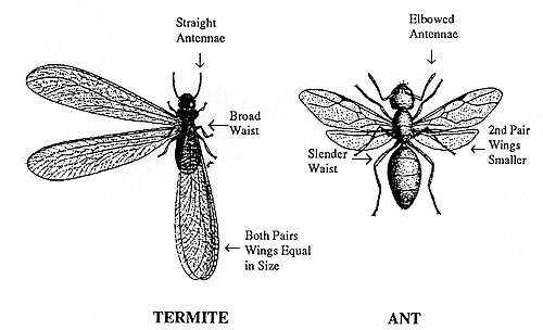 Termites vs. Ants - Home Termite Inspections