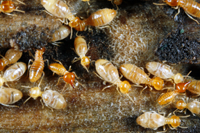 Termites vs. Ants - Home Termite Inspections